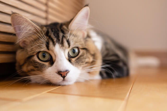 愛猫がシナモンを食べた！シナモンがNGな理由、誤食の対処法を解説！のサムネイル画像